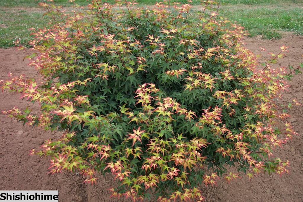 Acer palmatum 'Shishio-hime'