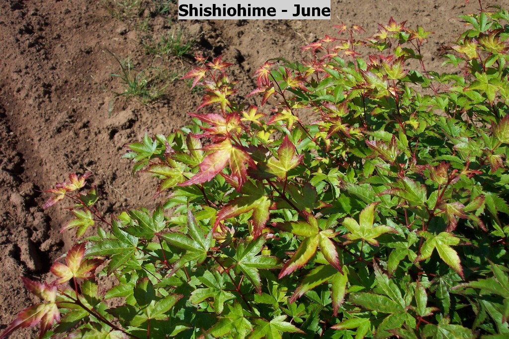 Acer palmatum 'Shishio-hime'