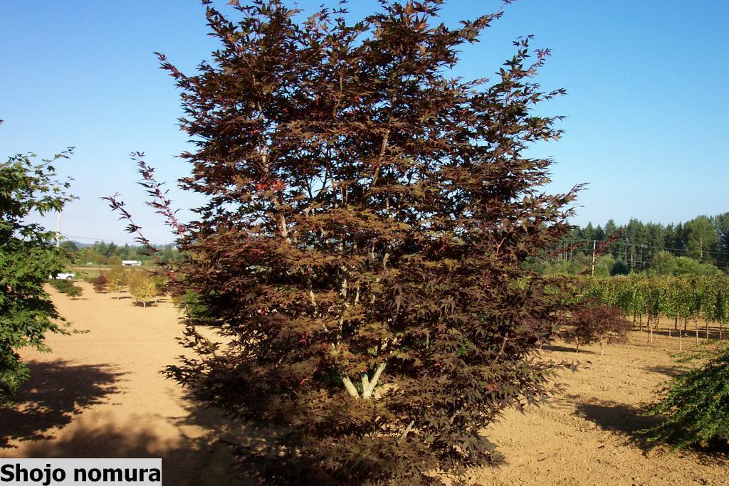 Acer palmatum 'Shojo-nomura'