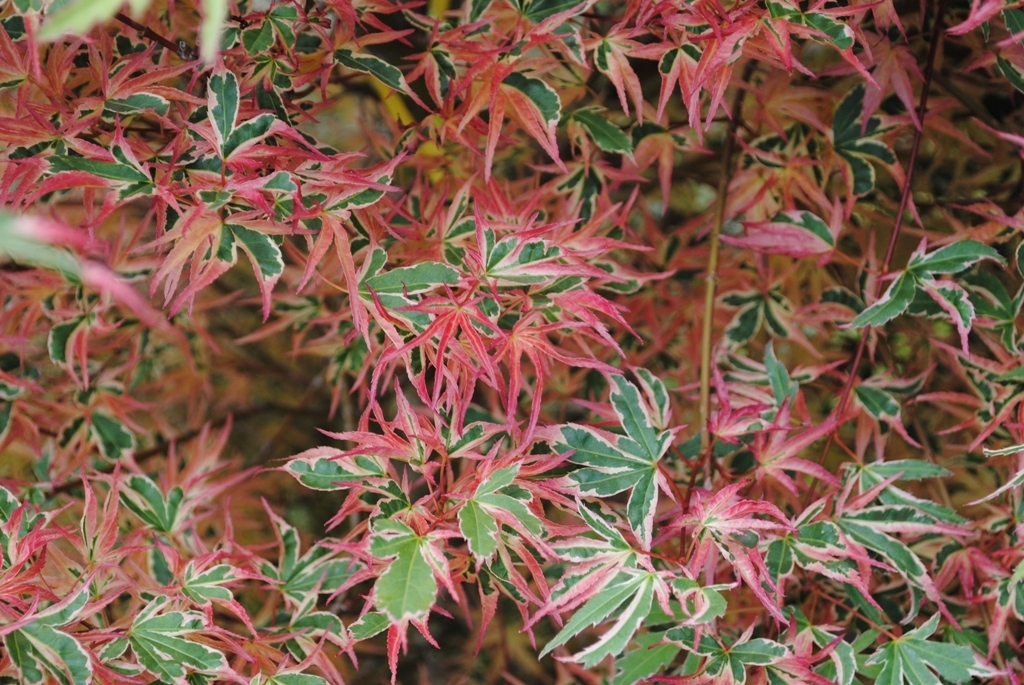 Acer palmatum 'Shojo no mai'