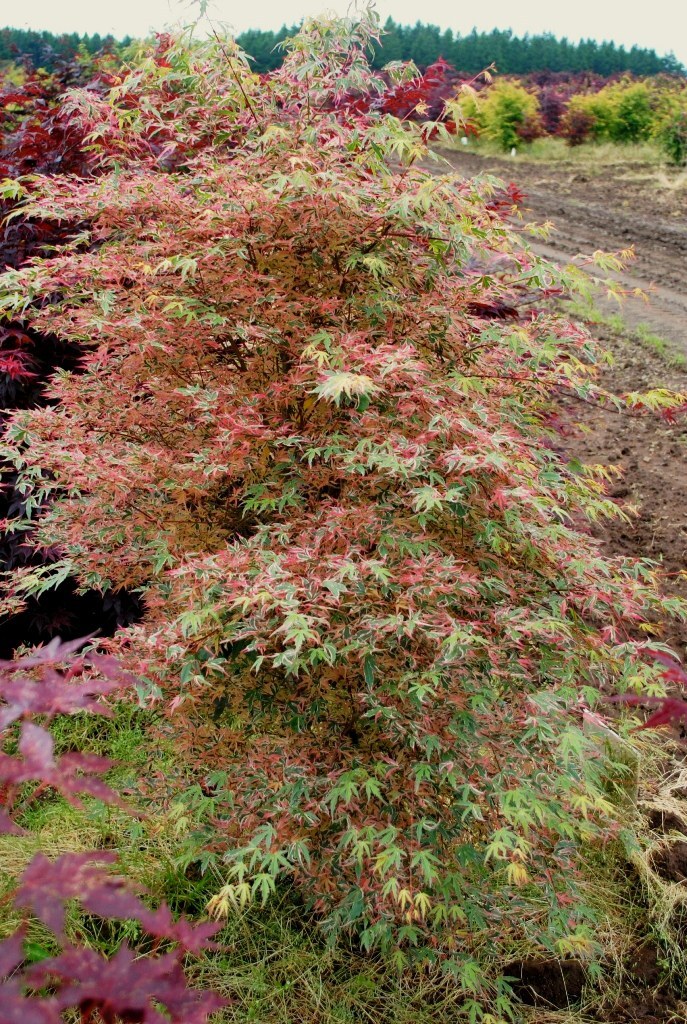 Acer palmatum 'Shojo no mai'