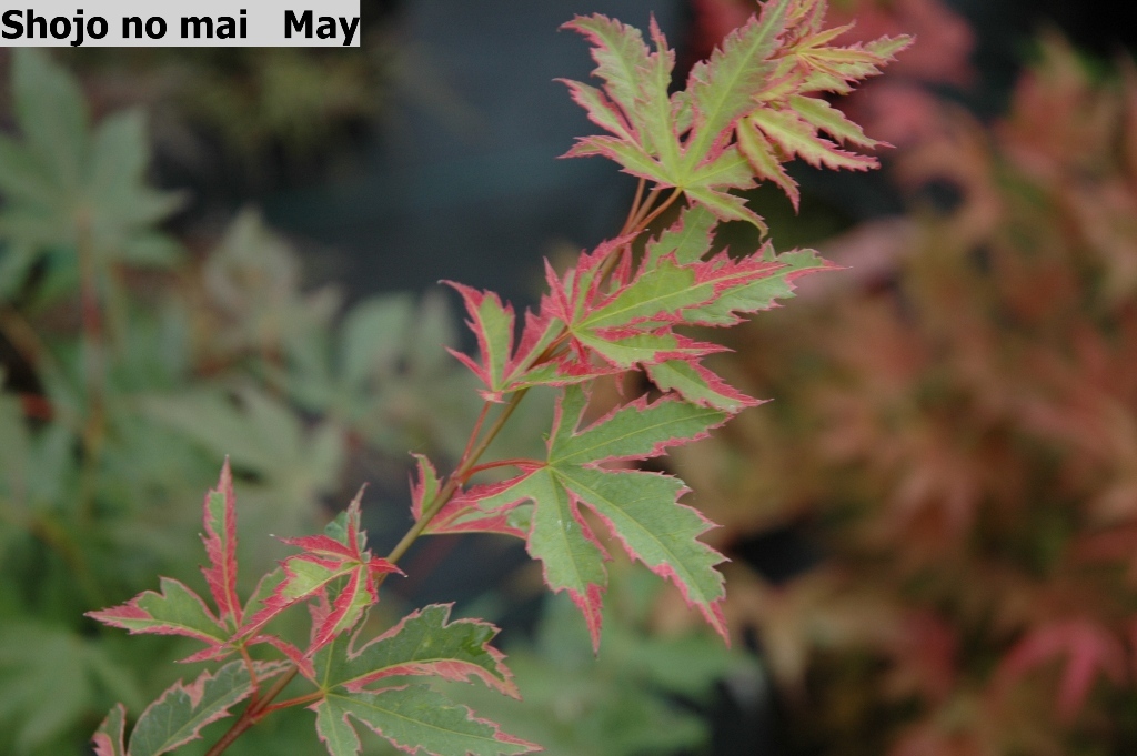 Acer palmatum 'Shojo no mai'