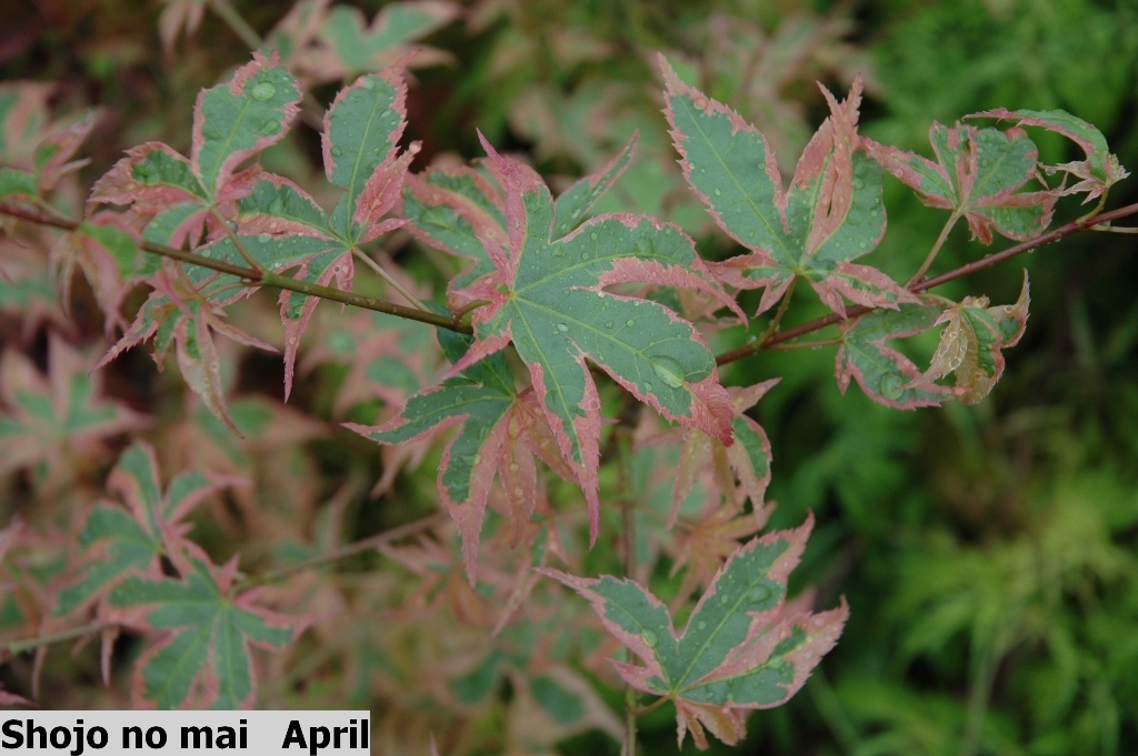 Acer palmatum 'Shojo no mai'
