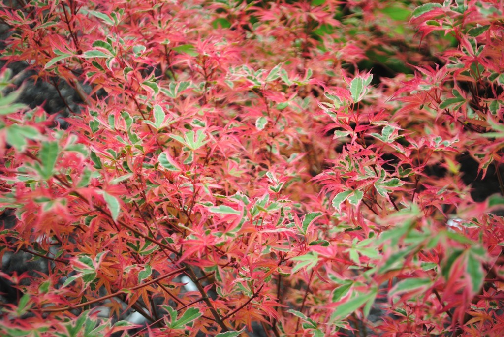 Acer palmatum 'Shojo no mai'