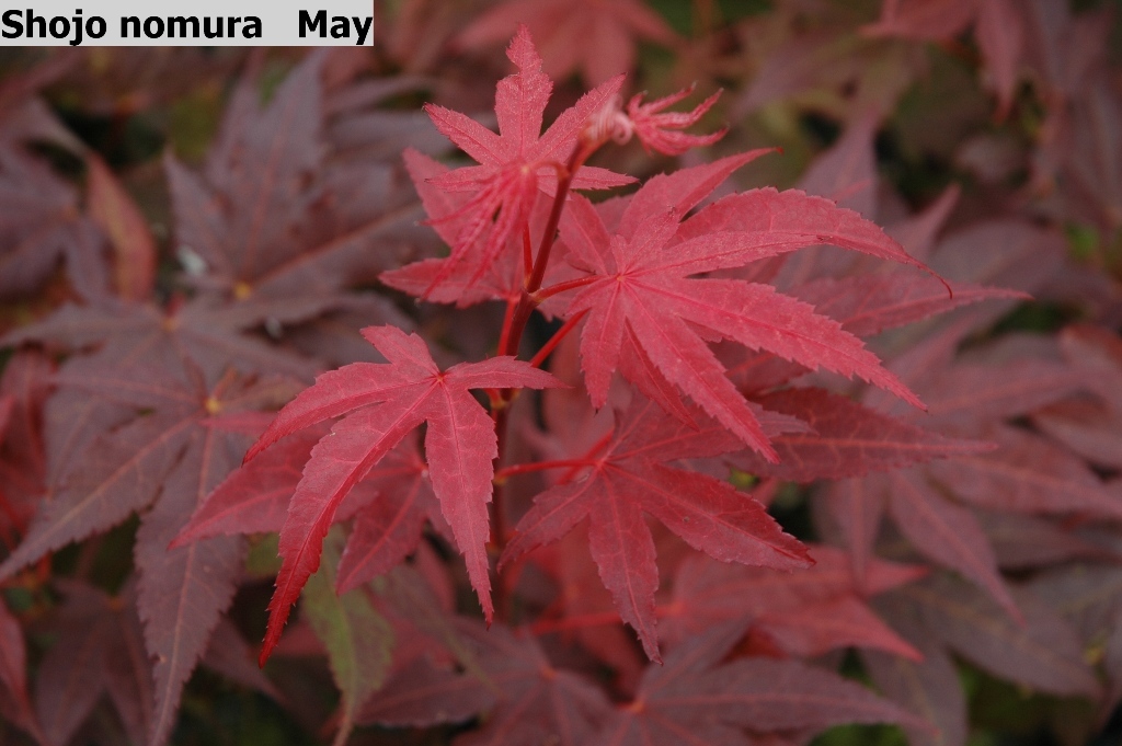 Acer palmatum 'Shojo-nomura'