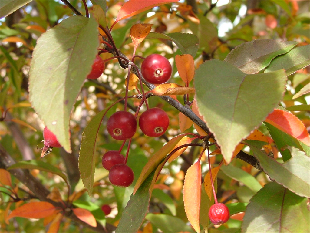 Malus 'Shotizam'