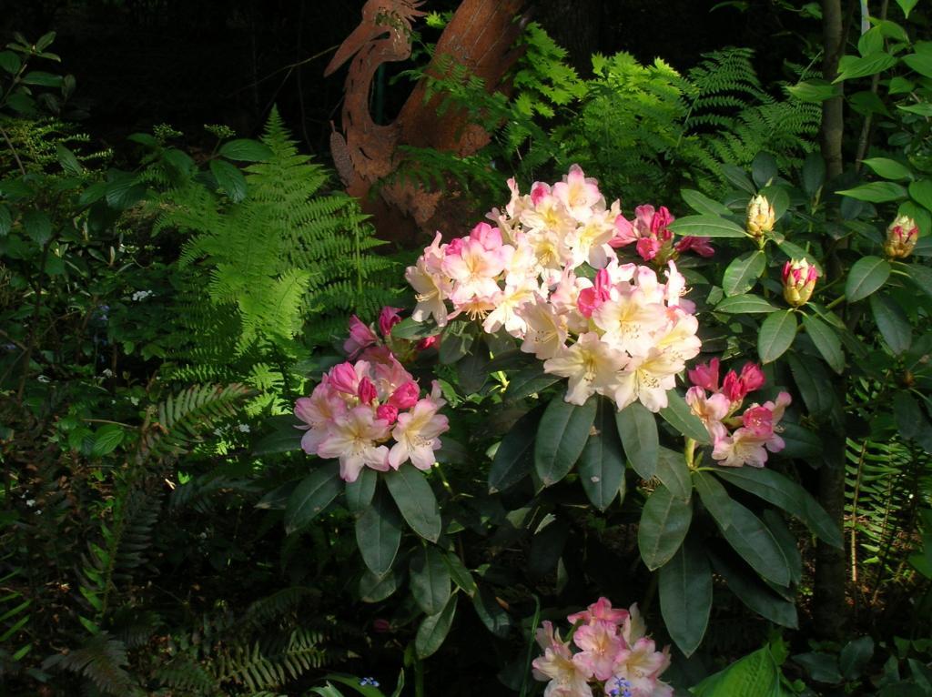 Deciduous Shrubs and Broadleaf Evergreens (generic)