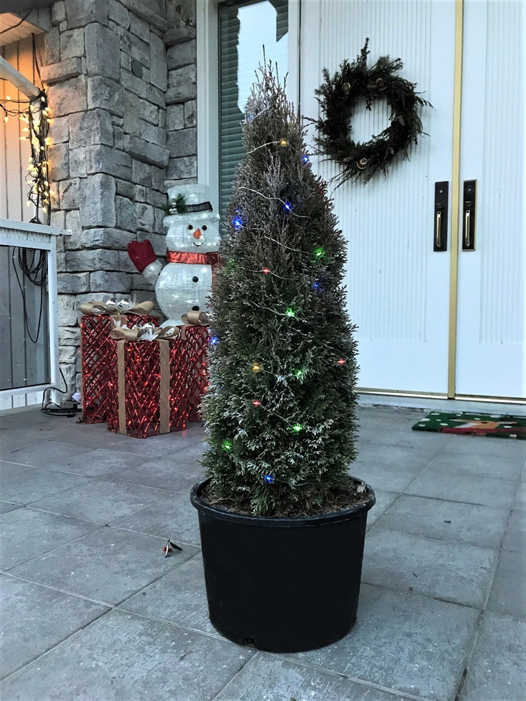 Emerald Petite Cedar