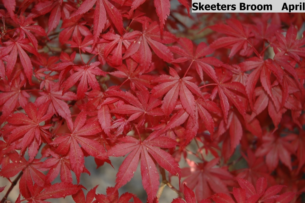 Acer palmatum 'Skeeter's Broom'