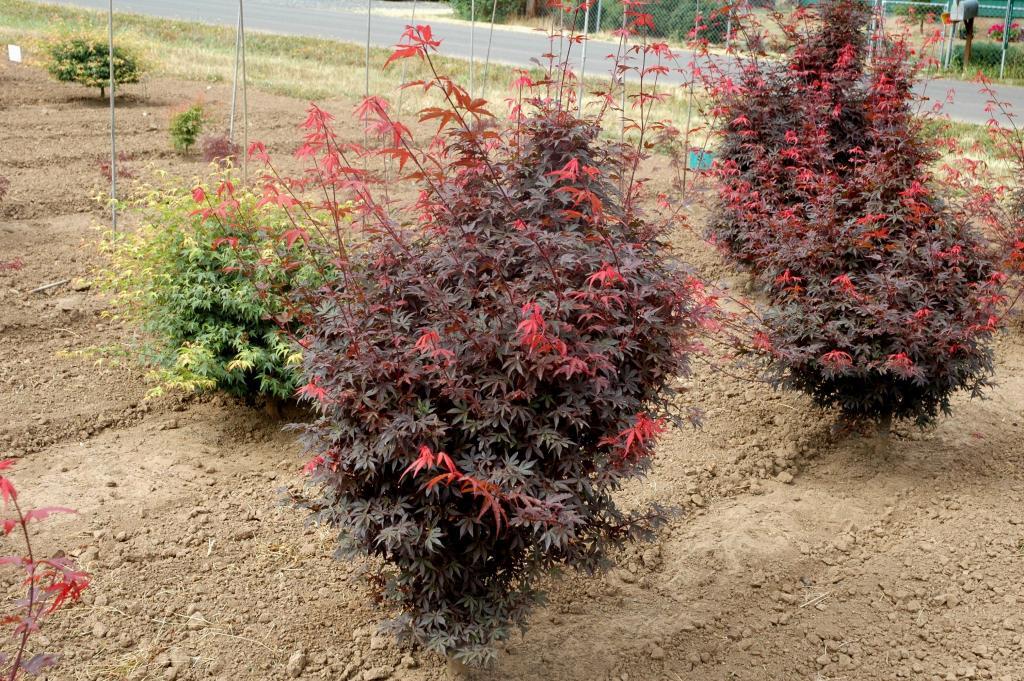Acer palmatum 'Skeeter's Broom'
