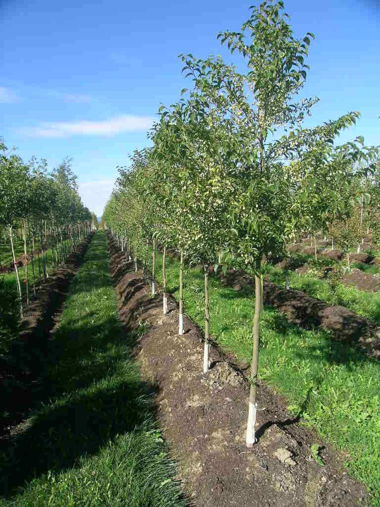 Snowcone® Japanese Snowbell (Styrax japonicus 'JFS-D')
