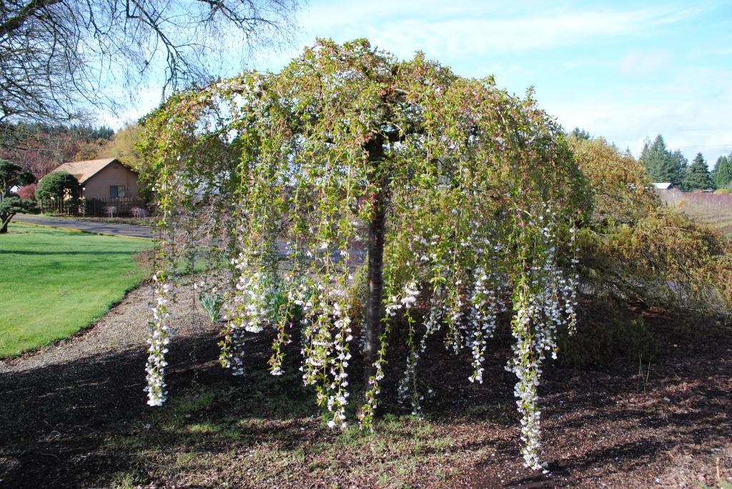 Prunus subhirtella 'Snofozam'