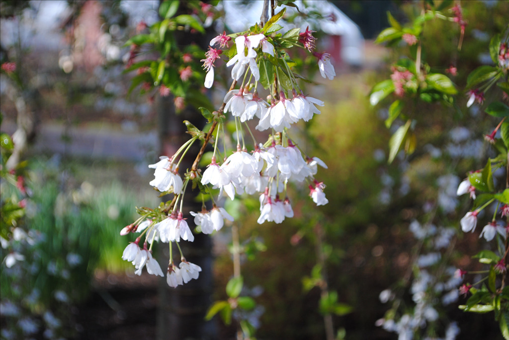 Prunus subhirtella 'Snofozam'