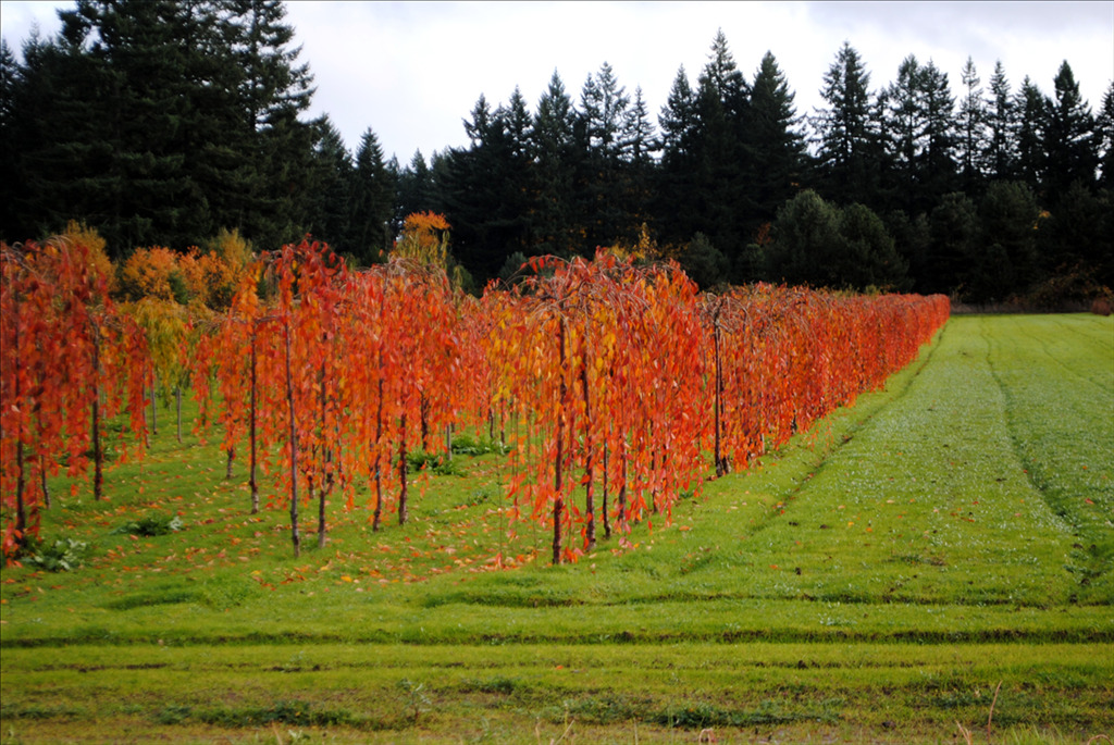Prunus subhirtella 'Snofozam'