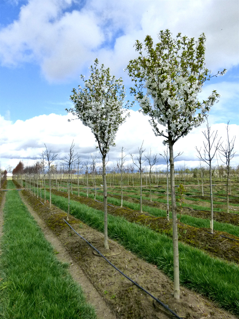 Prunus x subhirtella 'Snow Goose'