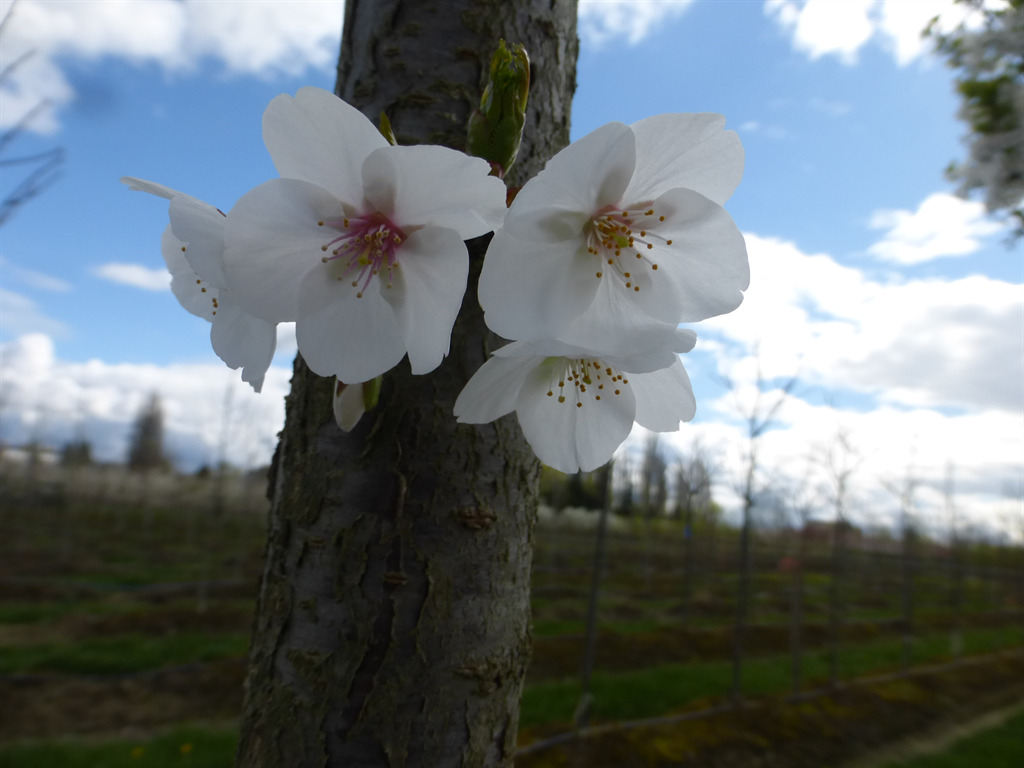 Prunus x subhirtella 'Snow Goose'
