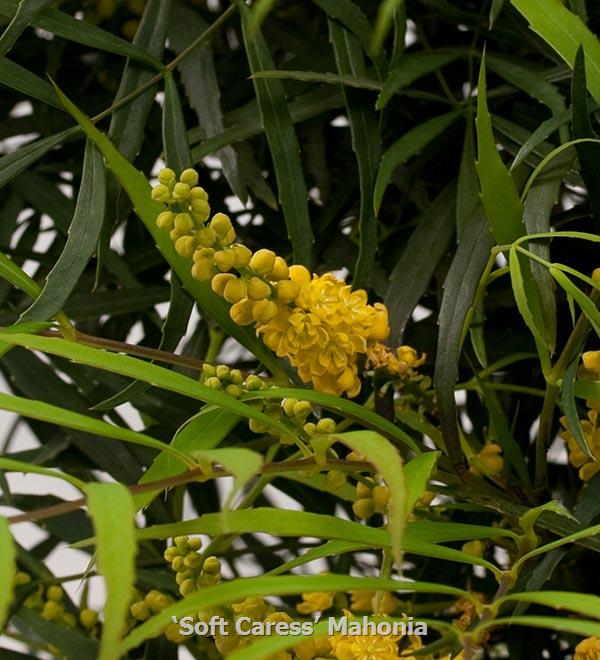 Soft Caress Threadleaf Mahonia | Sunset Western Garden Collection