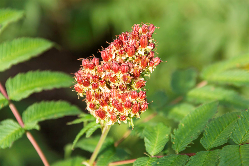 Cherry On Top™ Sorbaria