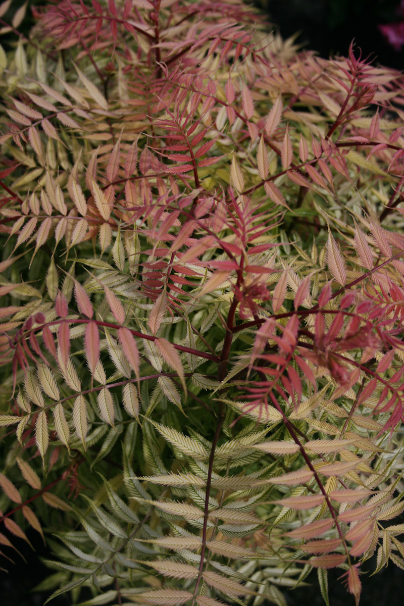 Sorbaria sorbifolia 'Sem' PP16336