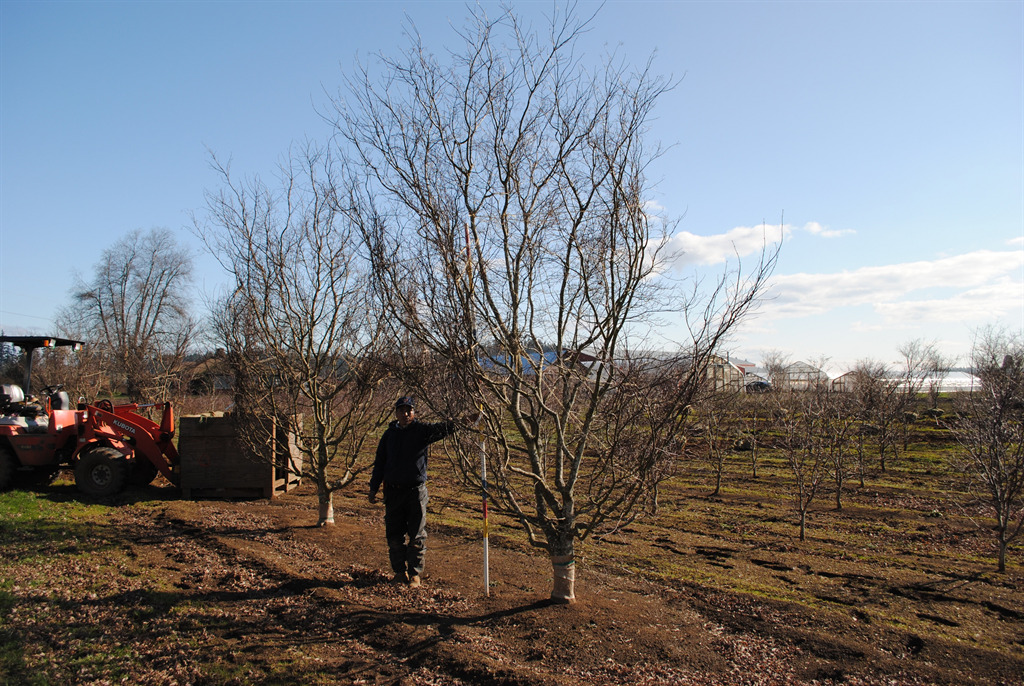 Acer palmatum 'Bloodgood'