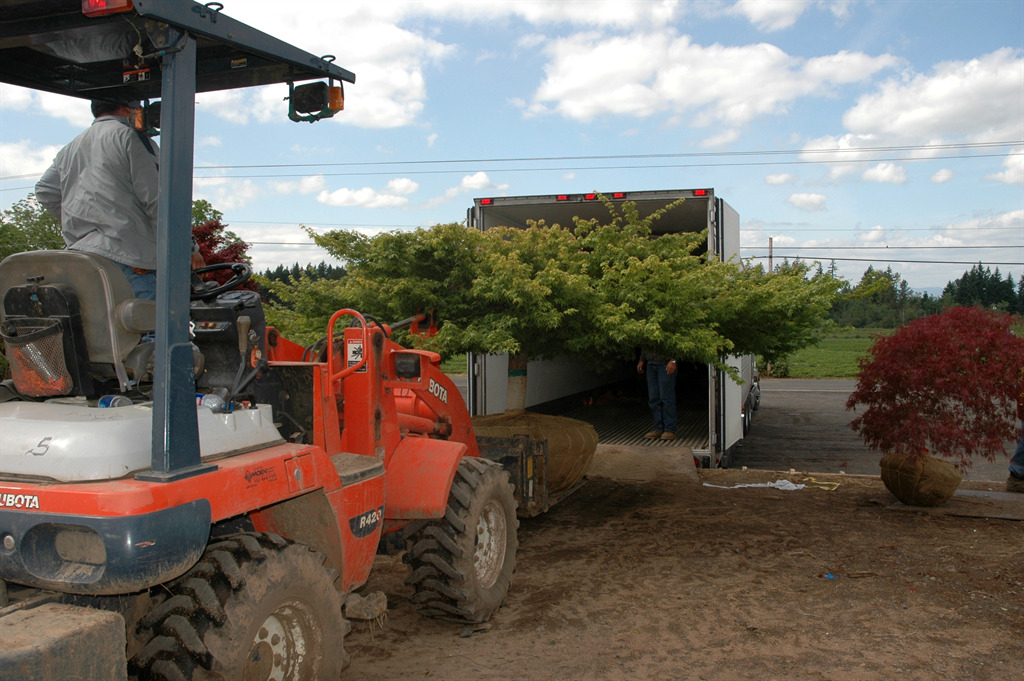 Acer palmatum 'Kiyohime-yatsubusa'