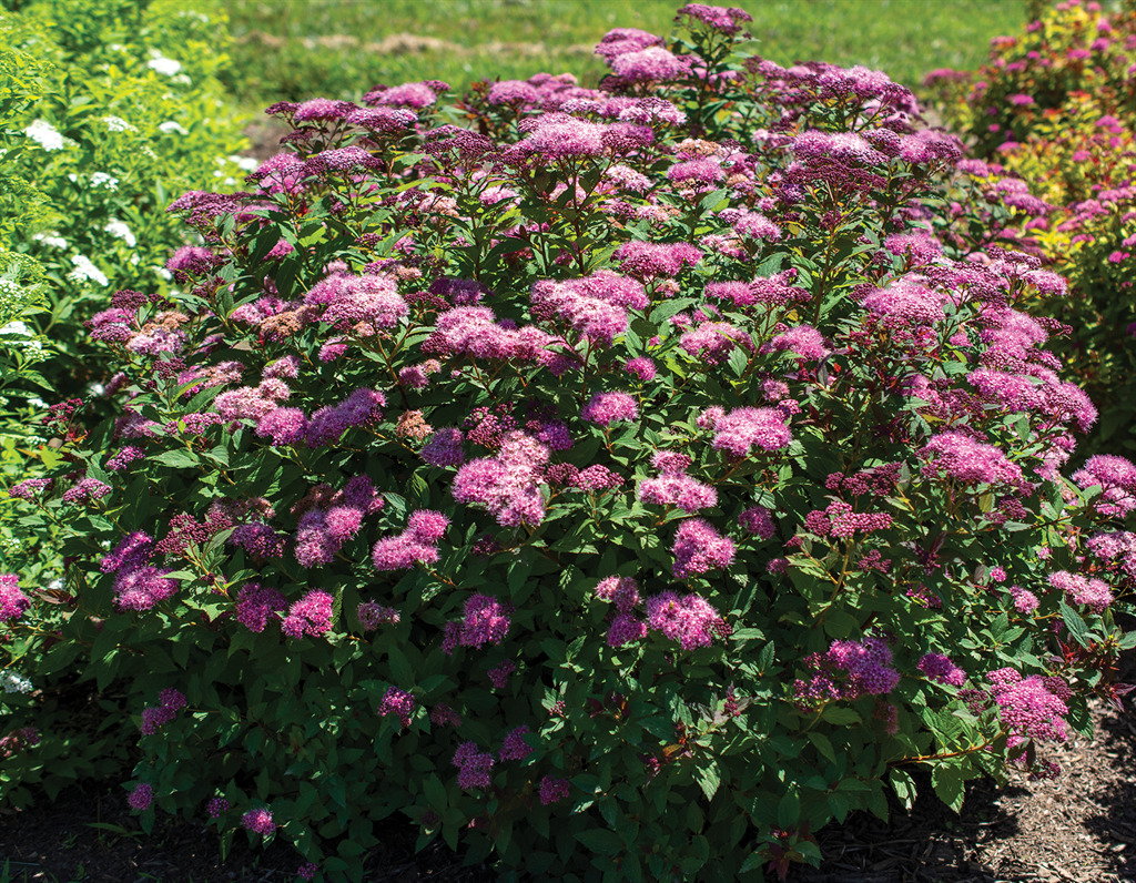 Empire™ Ice Dragon Spirea