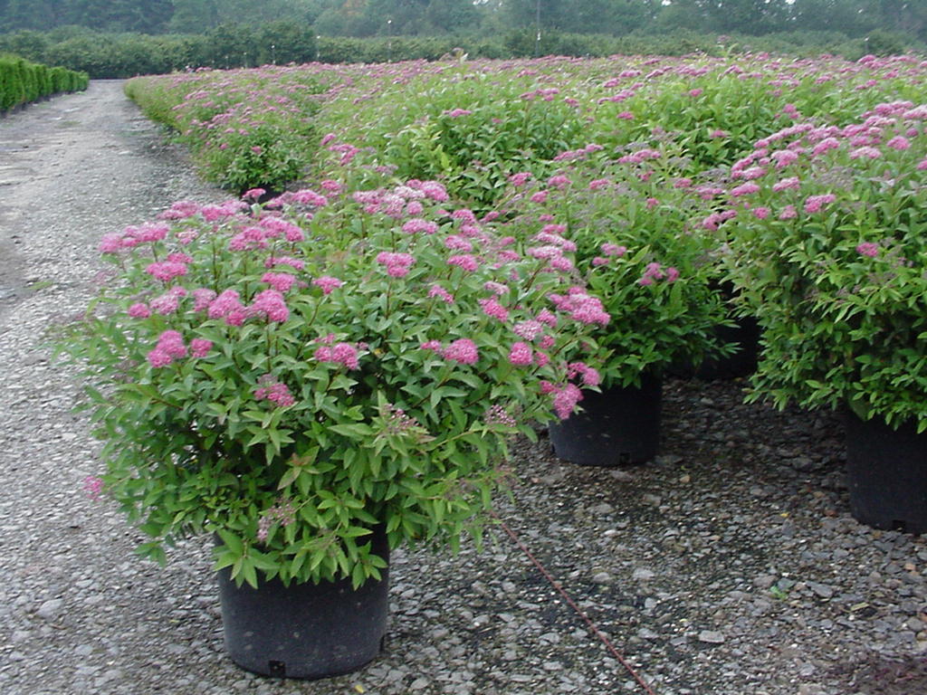 Spiraea japonica 'Anthony Waterer'