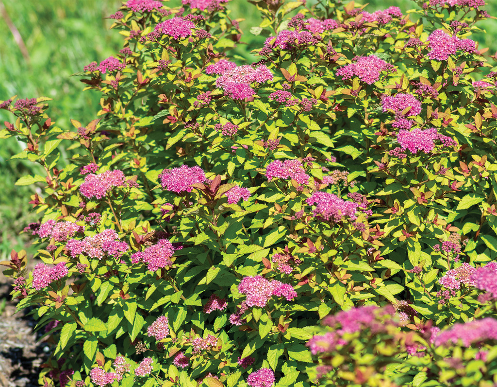 Empire™ Northern Lights Spirea