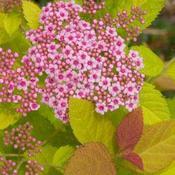 Double Play Big Bang Spirea