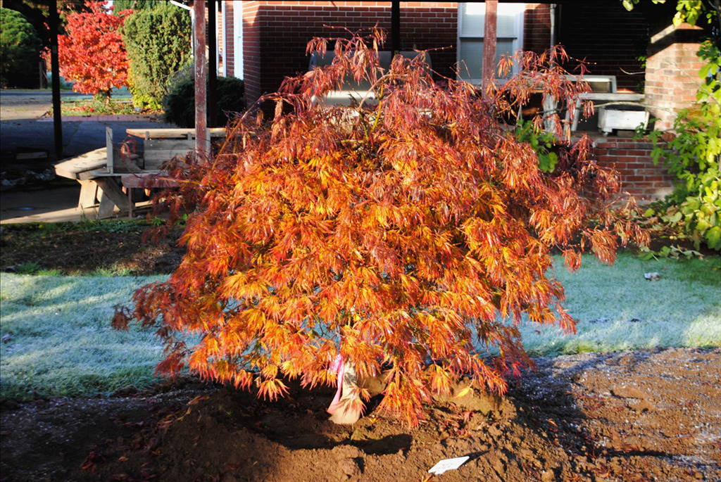 Acer palmatum 'Spring Delight'