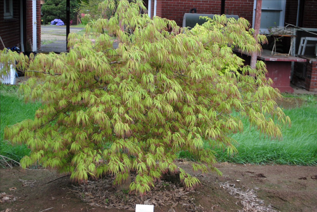 Acer palmatum 'Spring Delight'