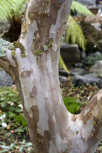 Stewartia pseudocamellia