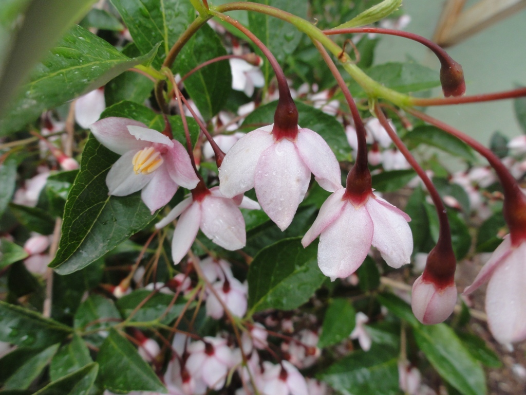 Styrax japonicus 'Pink Chimes'