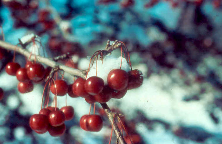 Malus 'Sutyzam'
