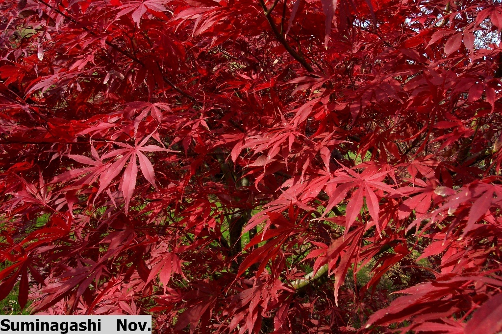 Acer palmatum 'Suminagashi'