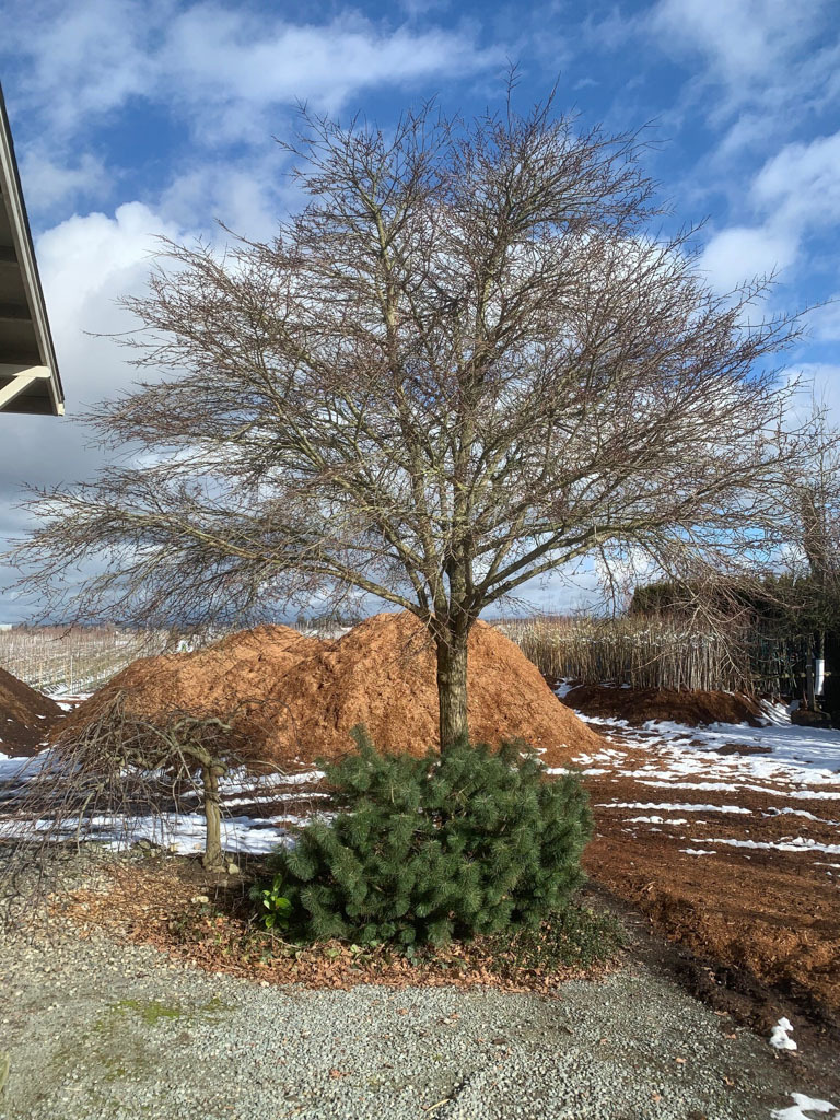 Ulmus chenmoui 'JAB Morton'