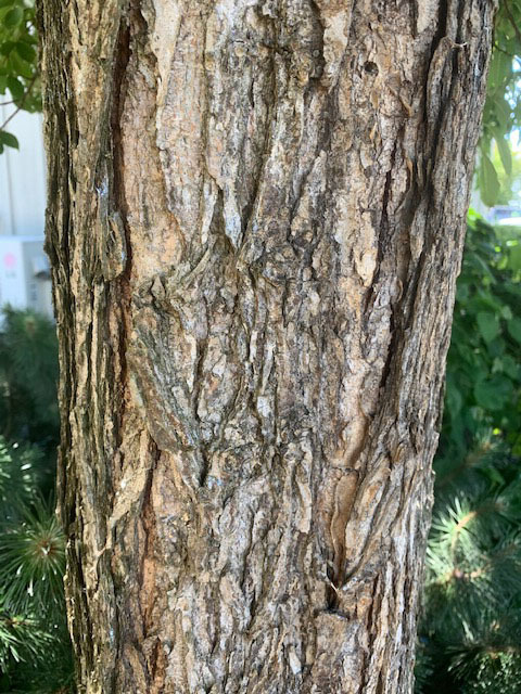 Ulmus chenmoui 'JAB Morton'