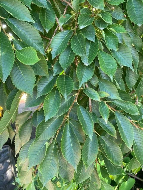 Ulmus chenmoui 'JAB Morton'