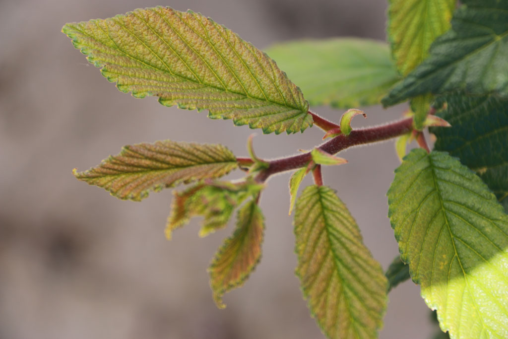 Ulmus chenmoui 'JAB Morton'