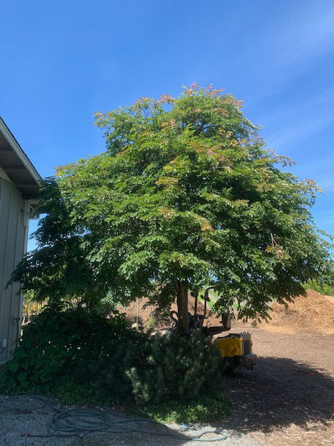 Ulmus chenmoui 'JAB Morton'