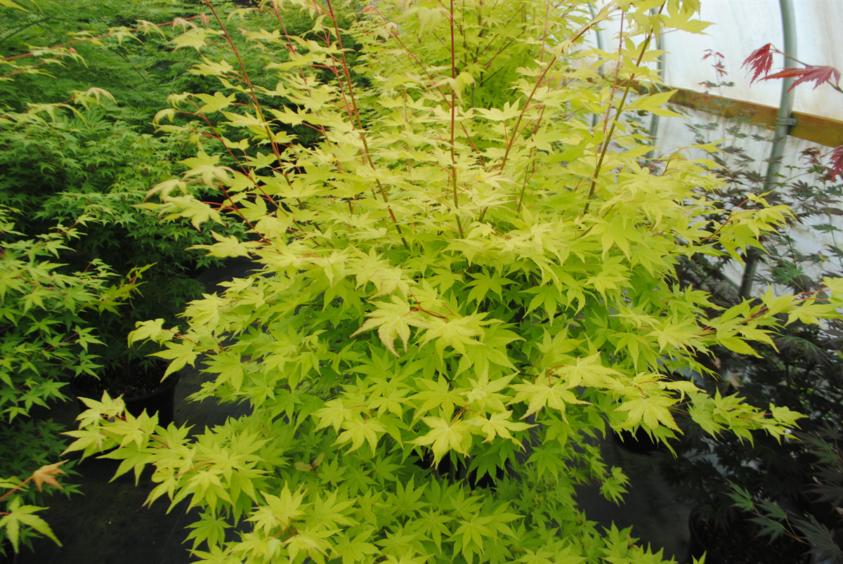 Acer palmatum 'Summer Gold'