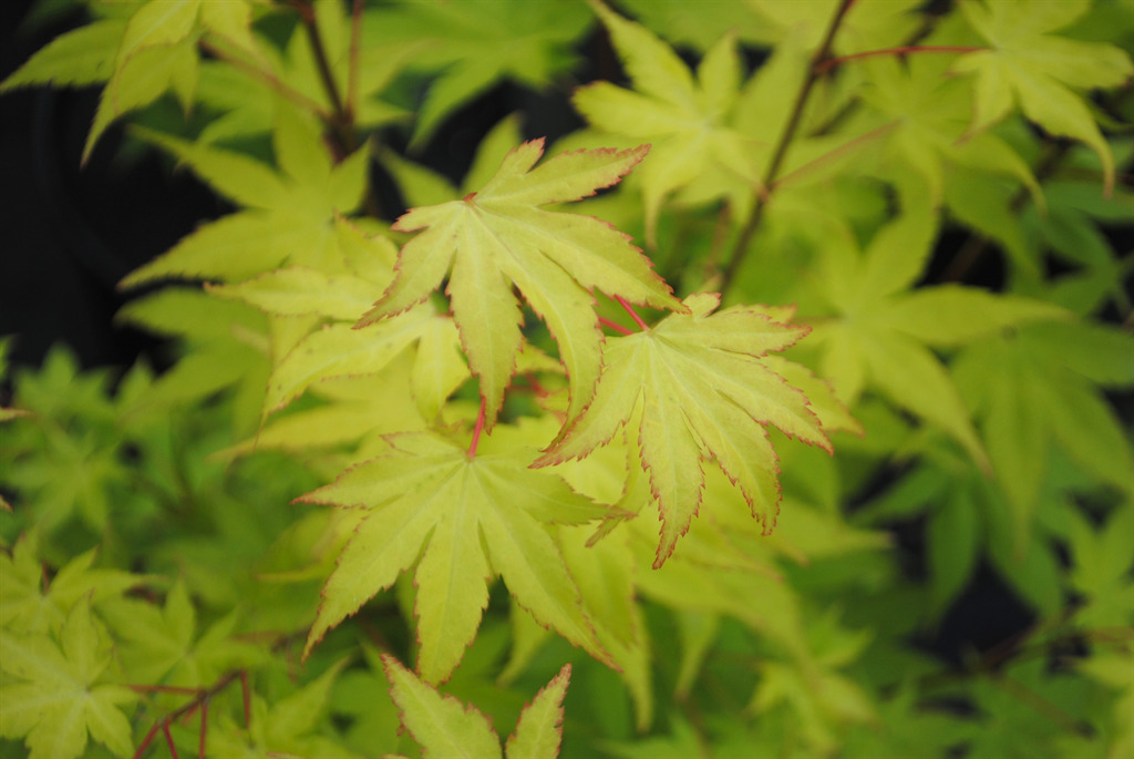 Acer palmatum 'Summer Gold'