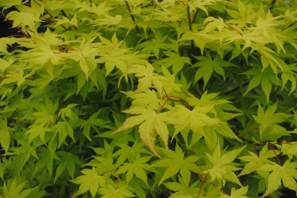 Acer palmatum 'Summer Gold'