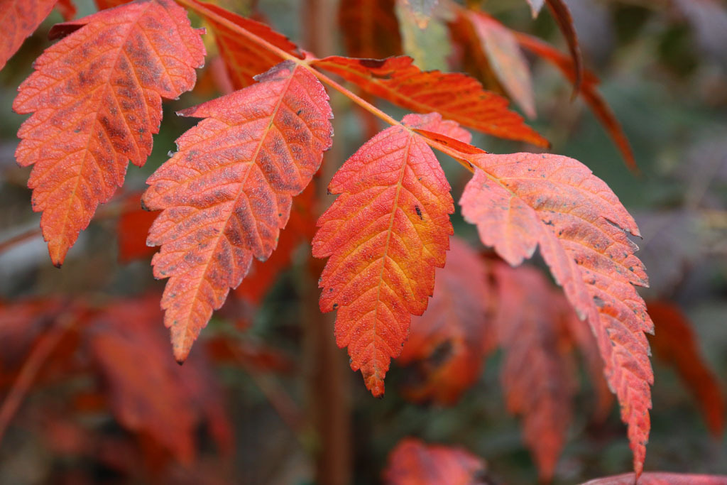 Koelreuteria paniculata 'JFS-Sunleaf'
