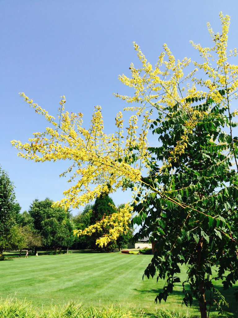 Koelreuteria paniculata 'JFS-Sunleaf'