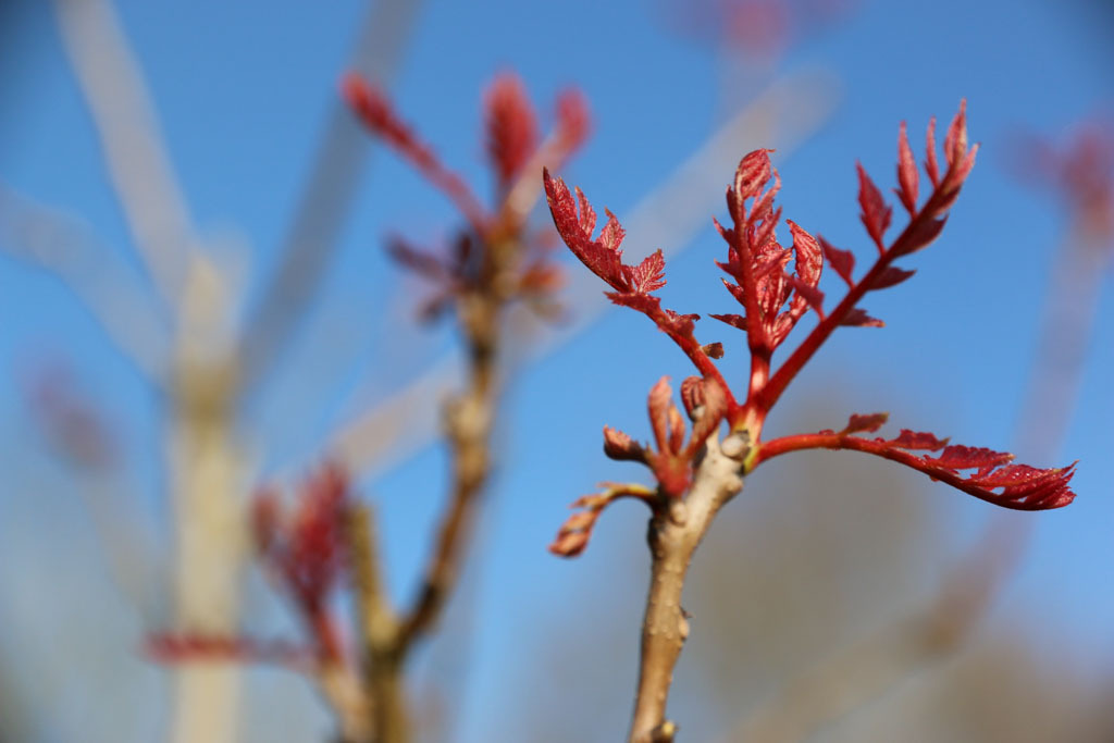Koelreuteria paniculata 'JFS-Sunleaf'