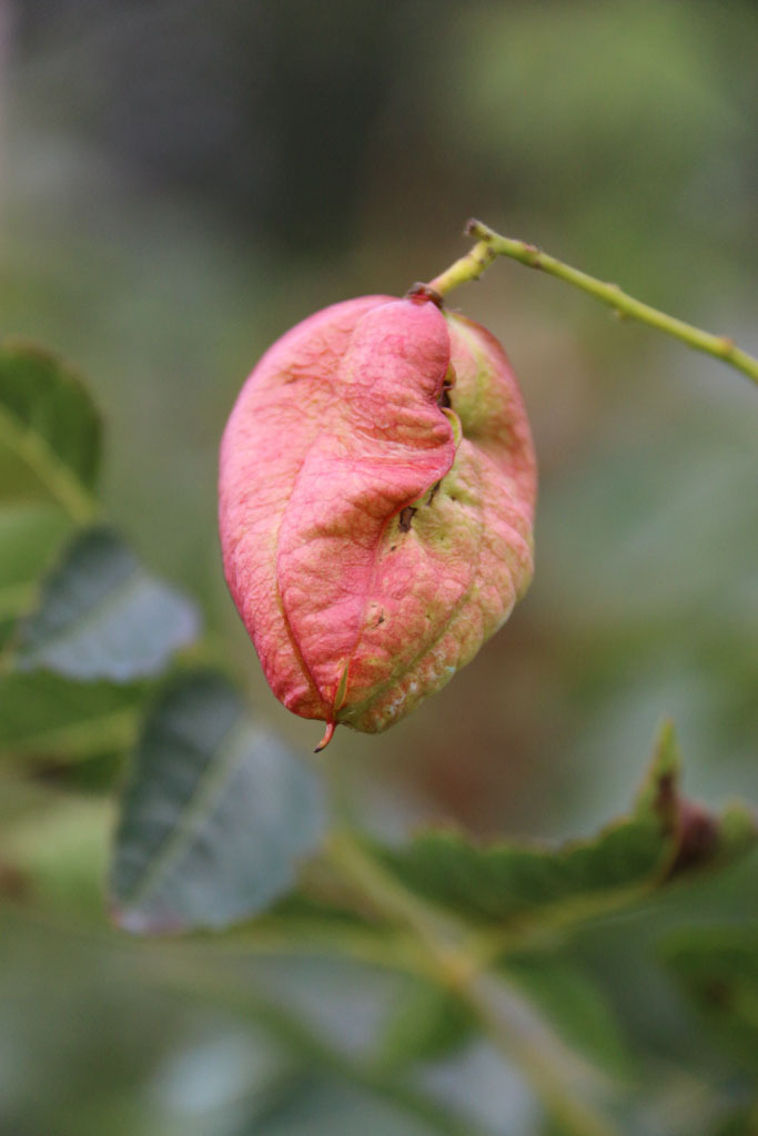 Koelreuteria paniculata 'JFS-Sunleaf'