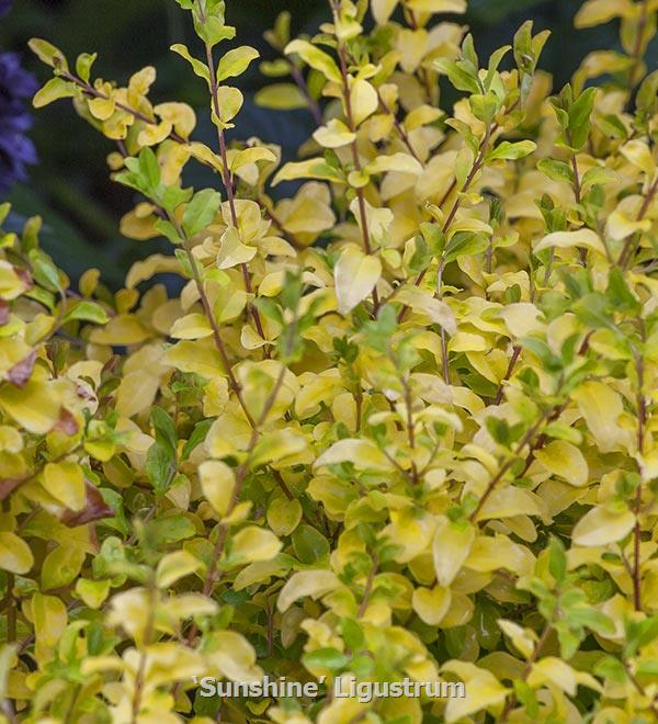 Sunshine Ligustrum | Sunset Western Garden Collection