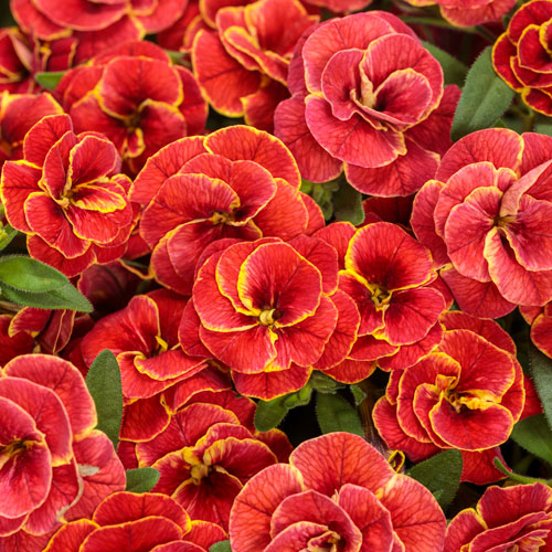 Superbells® Double Redstone™ Calibrachoa
