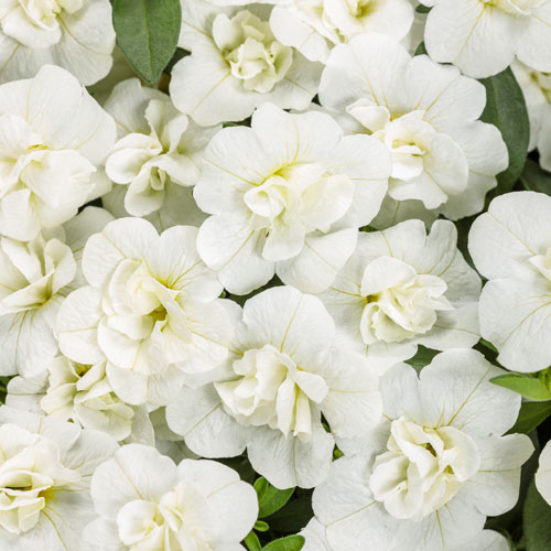 Superbells® Double White Double Calibrachoa